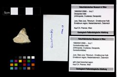 Foto (Objekt + Etikett) von Goniodromites indet.  (NHMW-GEO-1990-0041-2666)